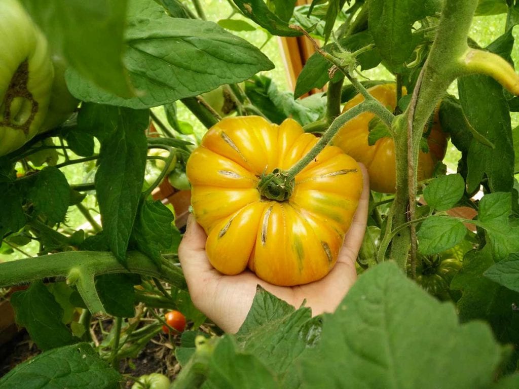 German Gold Tomate