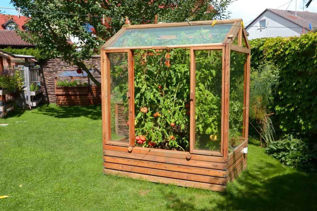 Tomatenhaus voller reifer Tomaten im August