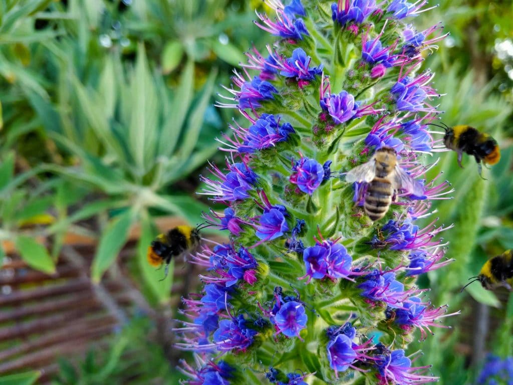 Himmeln und Bienen an Blüten