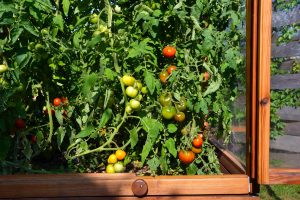 süße Tomaten im Tomatenhaus