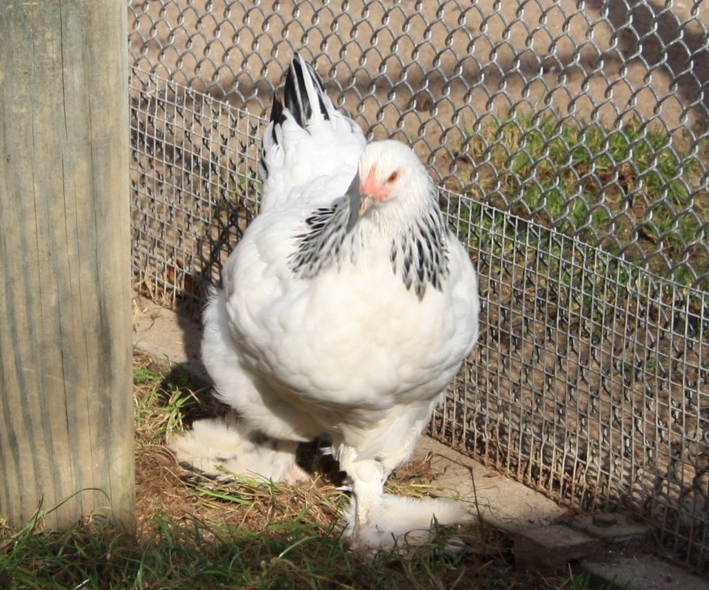 Sehr hübsch: Sundheimer Huhn