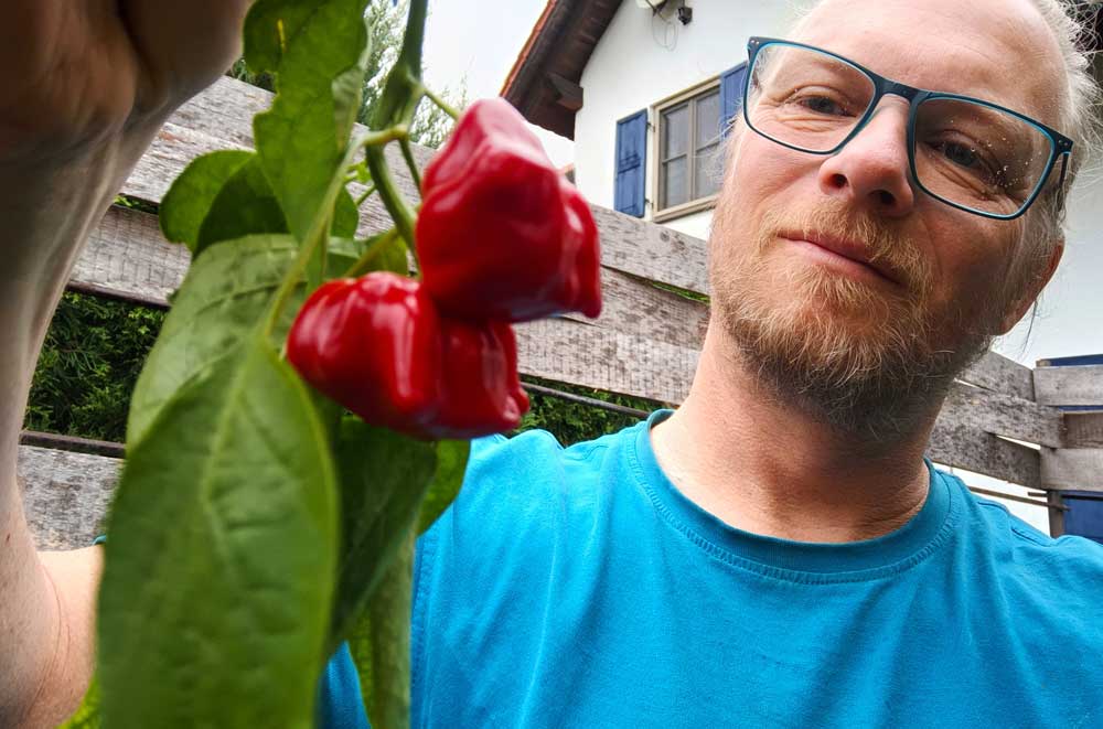 zwei Sternchili an einem Stiel