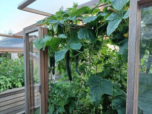 Salatgurke im Tomatenhaus