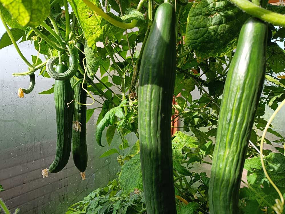 herabhängende Gurken im Kleingewächshaus von Gartenfrosch