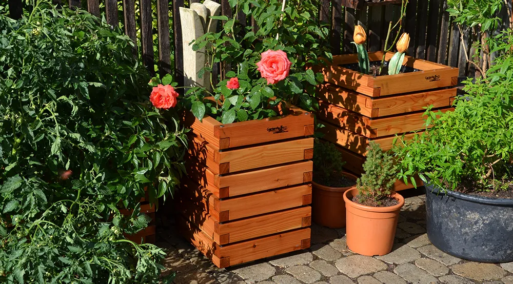 Rose im großen Pflanzkasten aus Lärchenholz auf Terrasse